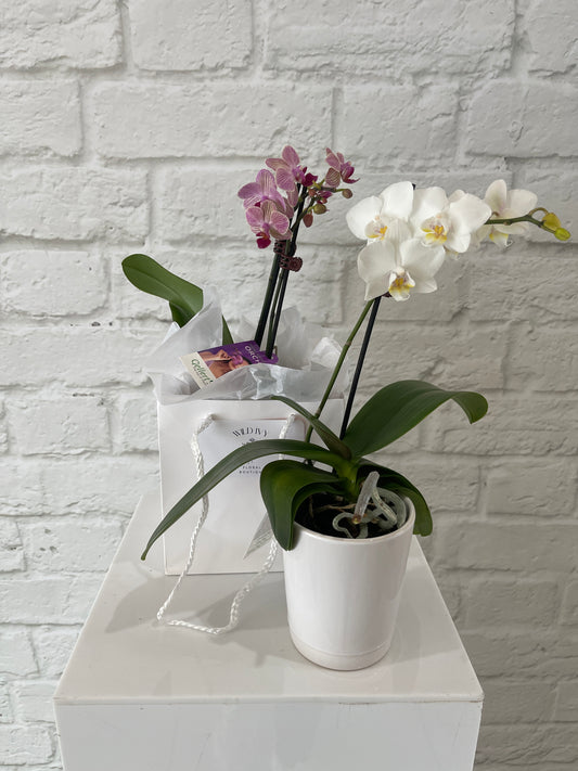Mini Orchid - Reduced to clear