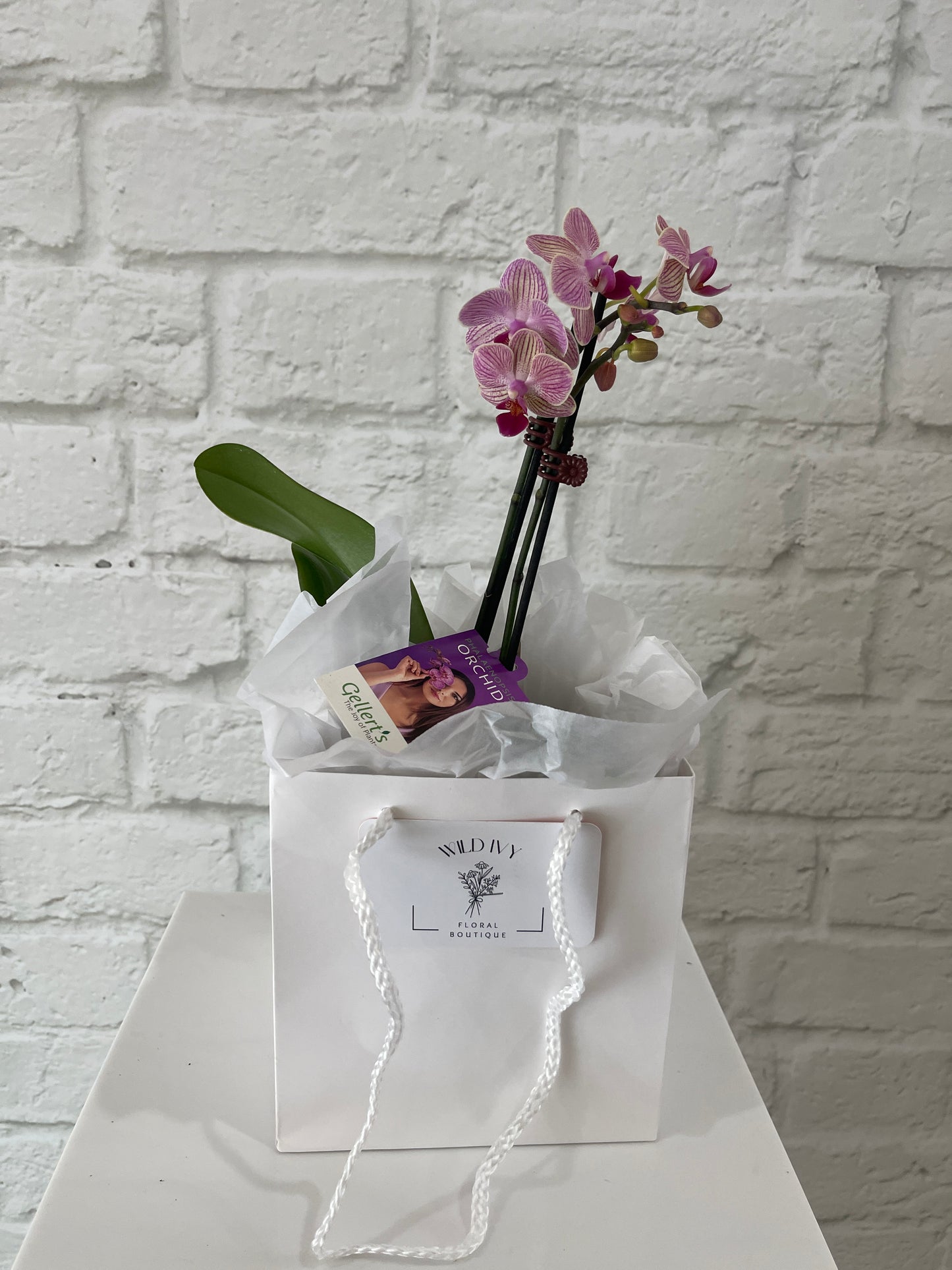 *BACK IN-STOCK* Mini Orchid