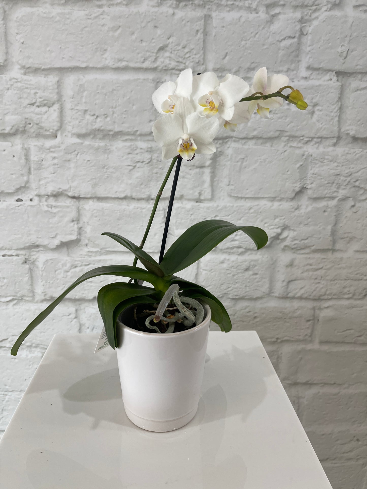 *BACK IN-STOCK* Mini Orchid