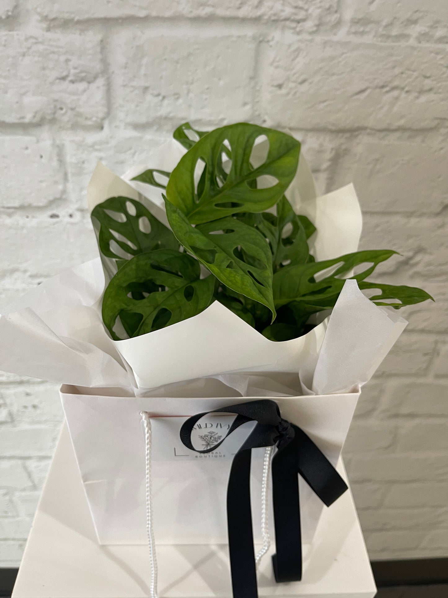 Monstera Monkey Mask