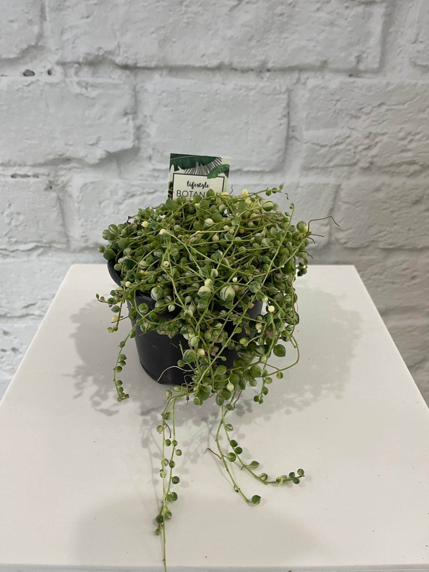 Variegated String of Pearls