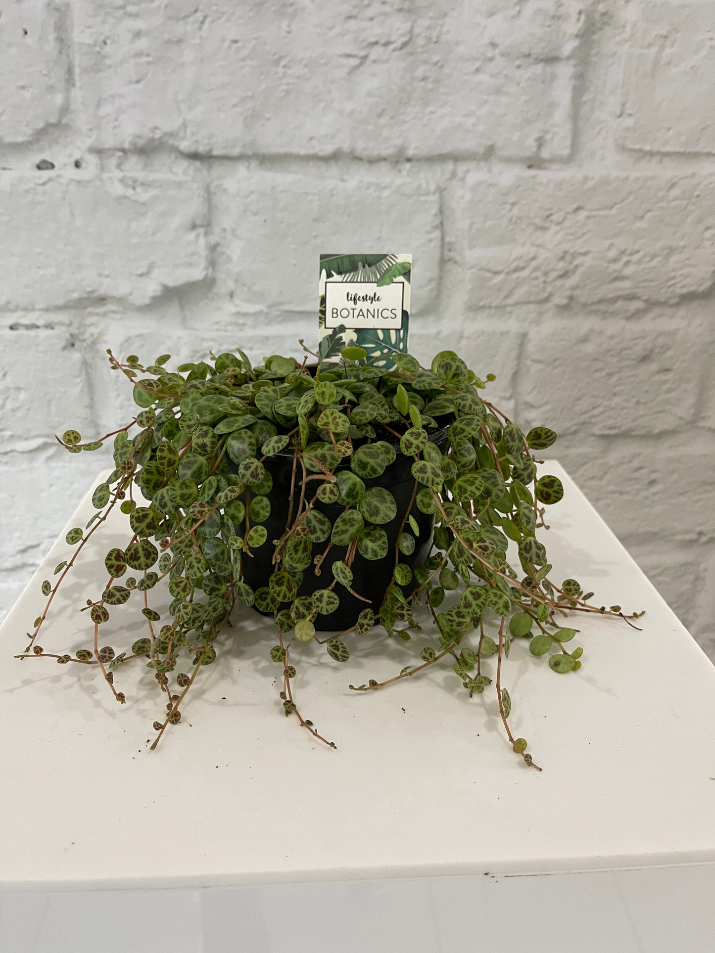 Peperomia String of Turtles