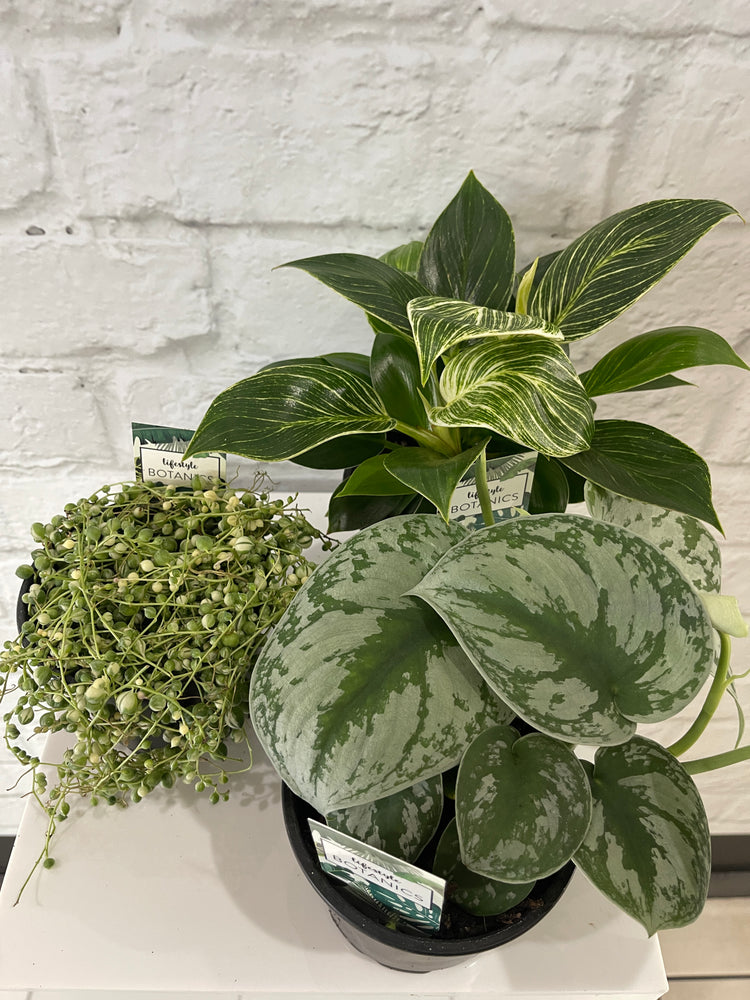 Wild Ivy Florist WhangareiFresh FlowersSame Day Delivery Wild Ivy