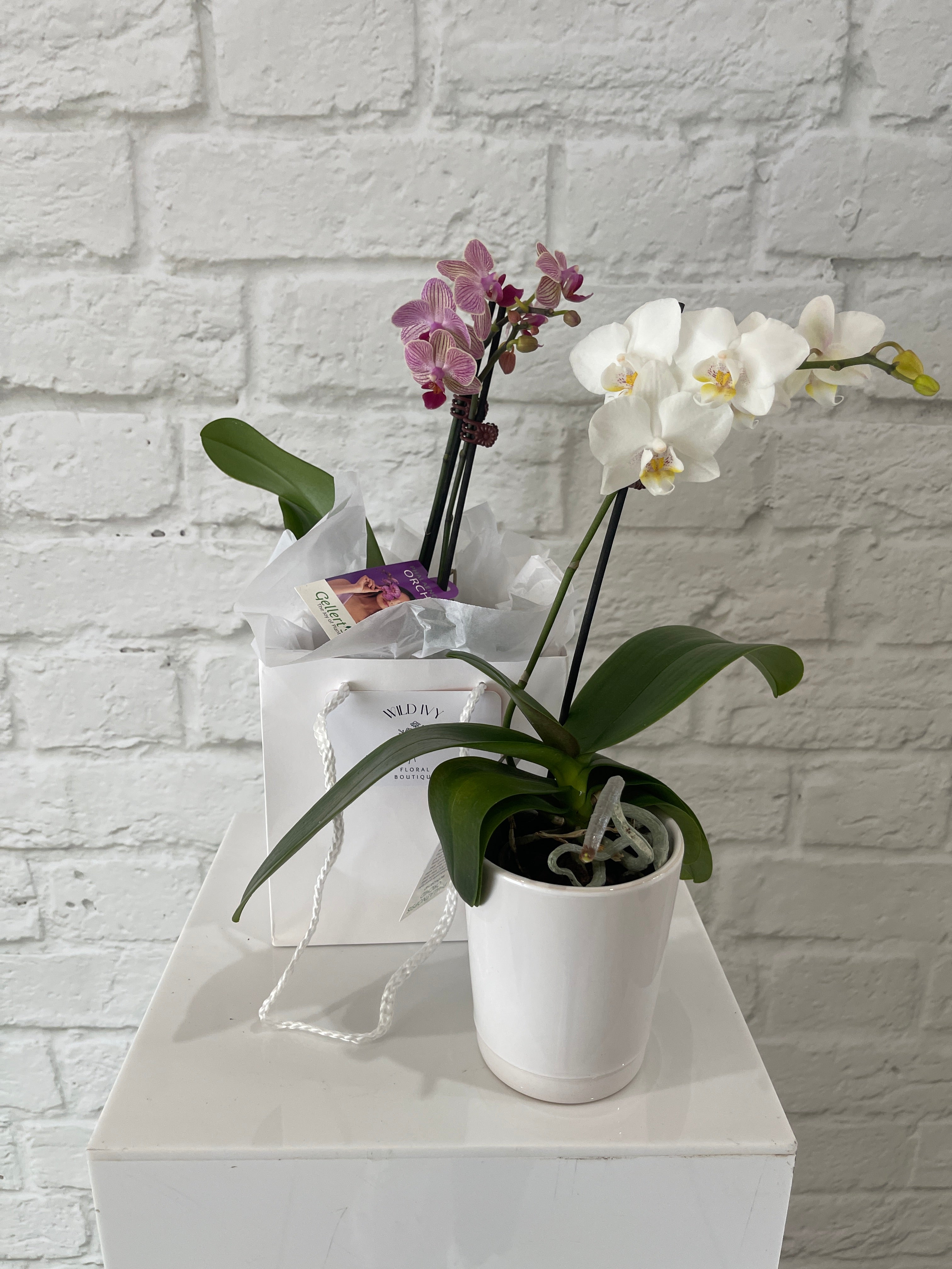 Mini Orchid – Wild Ivy Floral Boutique