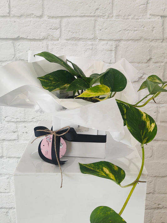 Marble Queen